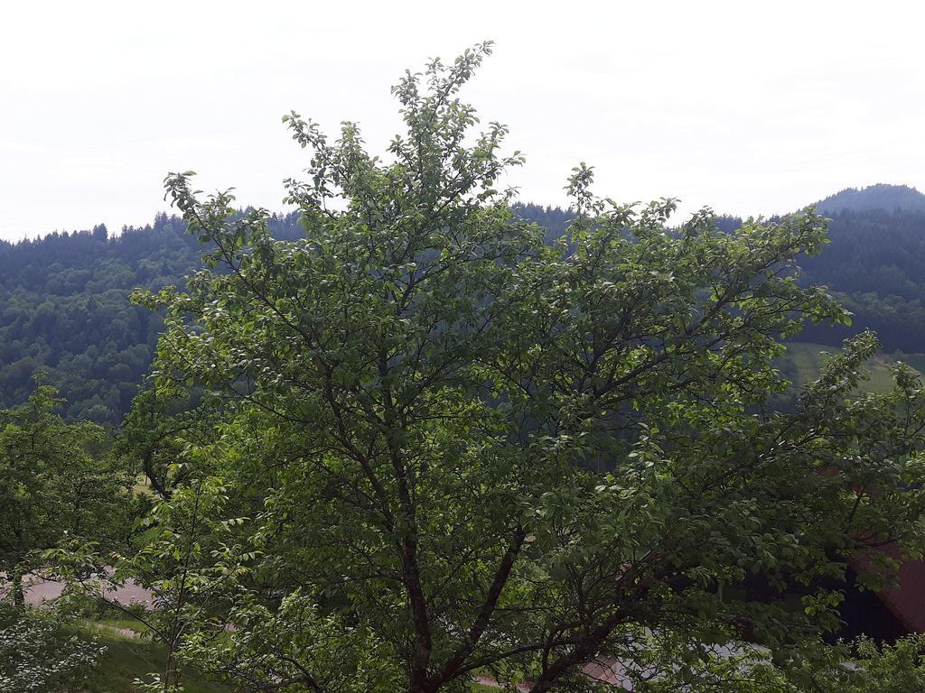 Ferienhof Fischer Seebach Exterior foto